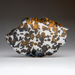 Genuine Natural Seymchan Pallasite Meteorite Slice with Acrylic Display Stand