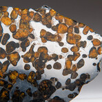 Genuine Natural Seymchan Pallasite Meteorite Slice with Acrylic Display Stand