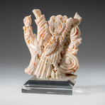 Genuine Angel Skin Coral Hand Carving Rose and Immortals