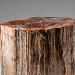 Genuine Polished Petrified Wood Stump