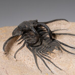 Ceratarges Spinosus Trilobite in Matrix from Morocco