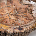 Genuine Large Polished Petrified Wood Bowl