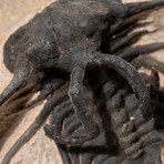 Ceratarges Spinosus Trilobite in Matrix from Morocco