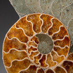 Genuine Polished Ammonite Slice // 315.1 g