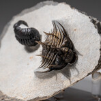 Two Ceratarges Spinosus Trilobites in Matrix from Morocco