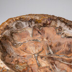 Genuine Large Polished Petrified Wood Bowl