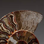 Genuine Polished Ammonite Slice // 286.6 g