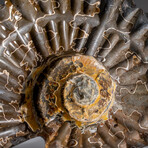 Genuine Duvilliceras Ammonite Fossil