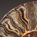 Genuine Polished Ammonite Slice // 286.6 g