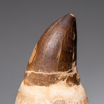 Mossasaurus Tooth on Root // 365.4 g