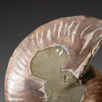 Genuine Polished Ammonite Slice // 315.1 g