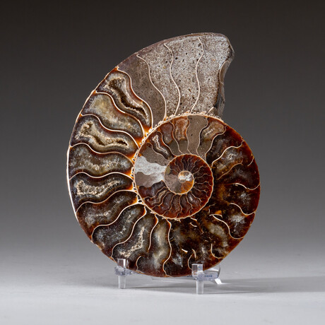 Genuine Polished Ammonite Slice // 286.6 g