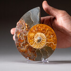 Genuine Polished Ammonite Slice // 248 g