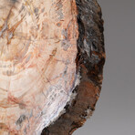 Genuine Polished Petrified Wood Slice with Metal Display Stand