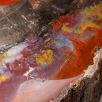 Large Genuine Polished Petrified Wood Stump