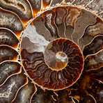 Genuine Polished Ammonite Slice // 286.6 g