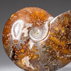 Genuine Polished Ammonite Fossil // 1.5 lbs