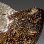 Genuine Polished Ammonite Fossil // 1.3 lbs