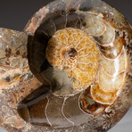 Genuine Polished Ammonite Fossil // 2.6 lbs