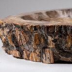 Genuine Large Polished Petrified Wood Bowl