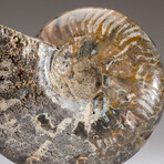 Genuine Polished Ammonite Fossil // 2.25 lbs