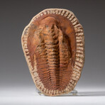 Genuine Andalusiana Paradoxides Trilobite with Acrylic Display Stand // 1.5 lbs