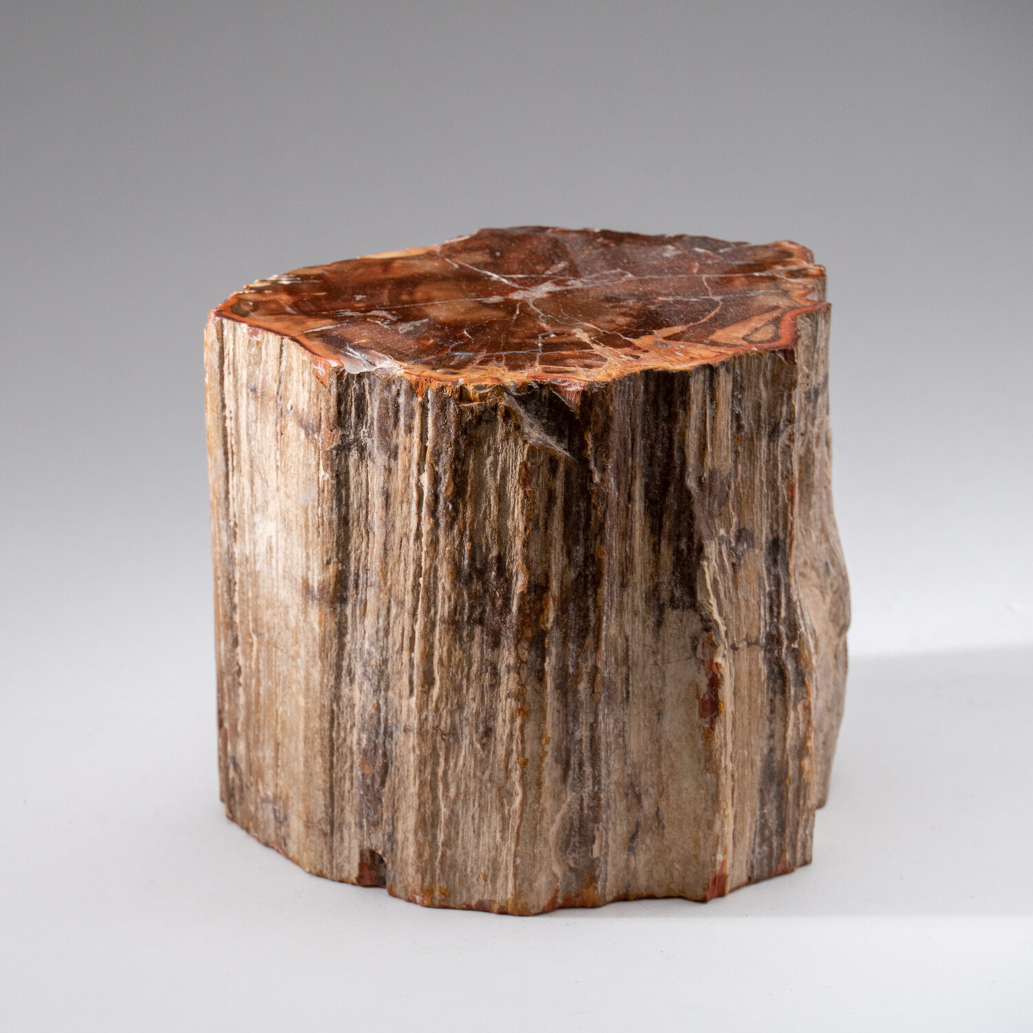 Genuine Polished Petrified Wood Stump Astro Gallery Touch of Modern