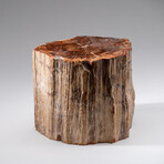 Genuine Polished Petrified Wood Stump