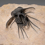 Ceratarges Spinosus Trilobite in Matrix from Morocco