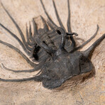 Ceratarges Spinosus Trilobite in Matrix from Morocco