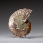 Genuine Polished Ammonite Slice // 315.1 g