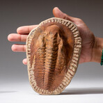 Genuine Andalusiana Paradoxides Trilobite with Acrylic Display Stand // 1.5 lbs