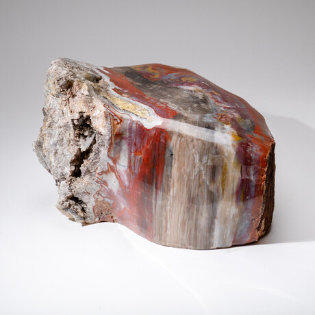 Large Genuine Polished Petrified Wood Stump