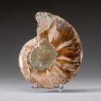 Genuine Polished Ammonite Slice // 286.6 g