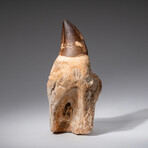 Mossasaurus Tooth on Root // 365.4 g