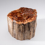 Genuine Polished Petrified Wood Stump