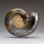 Genuine Polished Ammonite Fossil // 2.25 lbs