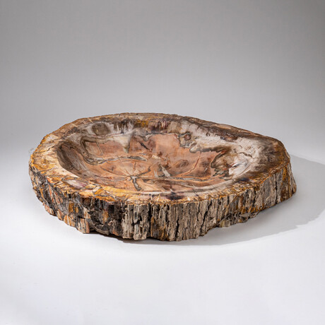 Genuine Large Polished Petrified Wood Bowl