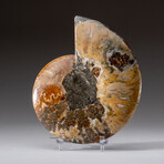 Genuine Polished Ammonite Slice // 248 g