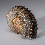 Genuine Duvilliceras Ammonite Fossil