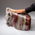 Large Genuine Polished Petrified Wood Stump