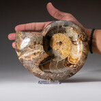 Genuine Polished Ammonite Fossil // 2.6 lbs