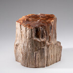 Genuine Polished Petrified Wood Stump