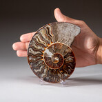 Genuine Polished Ammonite Slice // 286.6 g