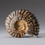 Genuine Duvilliceras Ammonite Fossil