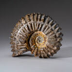 Genuine Duvilliceras Ammonite Fossil