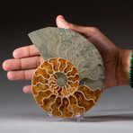 Genuine Polished Ammonite Slice // 315.1 g