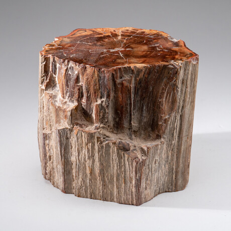 Genuine Polished Petrified Wood Stump