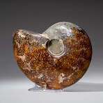 Genuine Polished Ammonite Fossil // 1.3 lbs