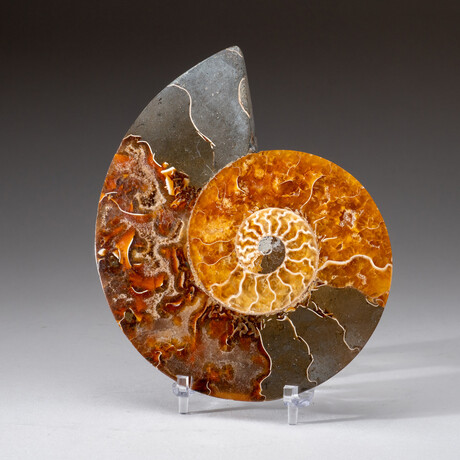 Genuine Polished Ammonite Slice // 248 g